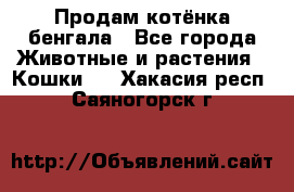 Продам котёнка бенгала - Все города Животные и растения » Кошки   . Хакасия респ.,Саяногорск г.